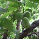 영흥농장 이미지