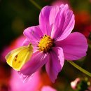 나비의꿈-호접지몽 이미지