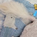 쏭트리밍 | 인천 미추홀 강아지 비숑 미용 쏭트리밍