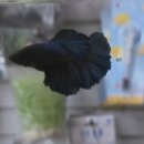 고래의꿈 수족관 이미지