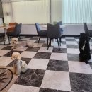 까까오 dog 이미지