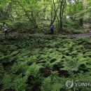 명품 도보길&#39; 제주에서 만나는 빼어난 숲길 5선 이미지