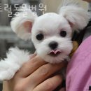 센트럴동물병원 이미지