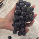 거봉 | 산지직송으로 즐기는 새콤달콤 제철포도, '산지 픽' 켐벨포도 거봉 솔직 후기!
