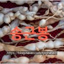 송화목재 이미지