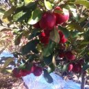 형제농원 이미지