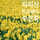 산업로2(서) | [구례 여행] 노란 물결 가득한 구례 지리산 치즈랜드, 3월 말 수선화 만개 후기