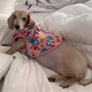 펫티시에 이미지