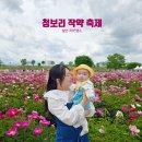 칠서-5 | 함안 작약 명소 칠서 청보리 작약축제 다녀온 늦은 후기(24. 5. 11)