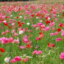 낙천그린농장 이미지