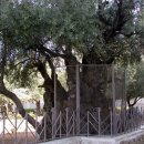 나무나무 이미지