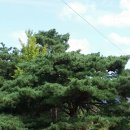 영춘농장 이미지