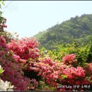 6월 9일 수요 당일 ♣소백산 비로봉(1,440m) ※철쭉산행 신청방 이미지