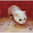 고양이무마취미용 냥지곤지 이미지