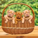 숲속실로암영재어린이집 이미지