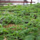 청춘농원 이미지