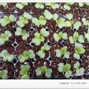 조삼만농장 네이버블로그