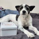 테일웨거 이미지