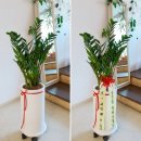 사림동276 | 칭원 아젤리아 플라워에서 구입한 금전수 후기