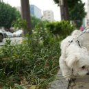 버블퍼피 이미지