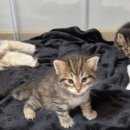 범과같이 이미지