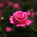 평림댐장미공원 이미지