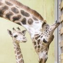 에버마루 이미지