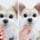 애견미용 이미지