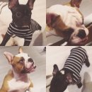 강아지를 부탁해 이미지