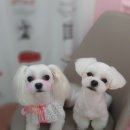 쁘띠애견미용실 이미지