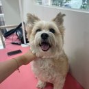 샤인펫 (Shine pet) 이미지