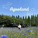 씨앤에스아그로 | 🐮 아이랑 가볼만한 곳 아그로랜드 태신목장 + 우유농가카페 후기 (월별 꽃🌸과 행사)