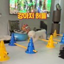 집에서도 하는 강아지 어질리티 저렴한 허들 내돈내산 후기 추천