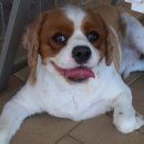 영민동물병원 이미지