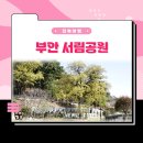 부안 산책하기 좋은 코스 – 국가산림문화자산인 ‘부안 서림공원’