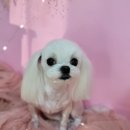 개꿀이발소 이미지