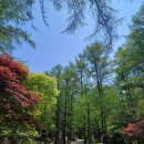 [4月 숲나들e] 충북 괴산 조령산자연휴양림 24호 쪽동백 숙박 후기
