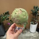 배스킨라빈스 하남트레이더스점 이미지