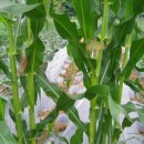 미숙농장 이미지