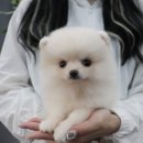 깜찍하개 이미지