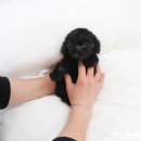 스타일독앤캣 강아지고양이 부천본점 이미지