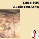 곤지름[condyloma]이란? 이미지