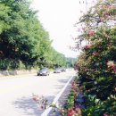 백일홍동산 이미지