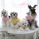 스위트몽 이미지