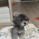 멍무이 쌀롱 이미지