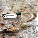 청둥오리 이미지