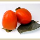 대봉사슴 이미지