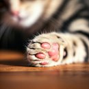 고양이발바닥 이미지