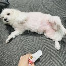 대방동물병원 이미지