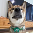 (주)리드 | &lt;윌로트 WILLOT&gt;강아지목줄 , 강아지하네스 , 강아지 리드줄